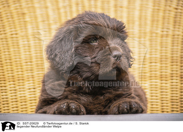 liegender Neufundl�nder Welpe / lying Newfoundland Puppy / SST-20629