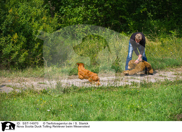 Nova Scotia Duck Tolling Retriever beim Wesenstest / Nova Scotia Duck Tolling Retriever at character testing / SST-14970