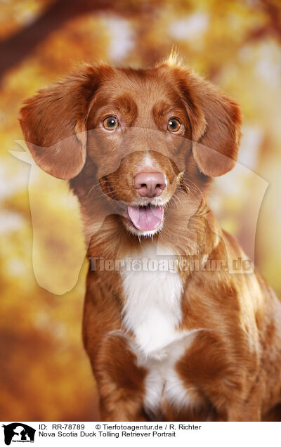 Nova Scotia Duck Tolling Retriever Portrait / Nova Scotia Duck Tolling Retriever Portrait / RR-78789