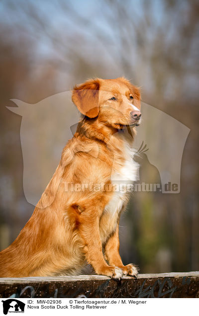 Nova Scotia Duck Tolling Retriever / Nova Scotia Duck Tolling Retriever / MW-02936