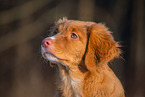 Nova Scotia Duck Tolling Retriever Portrait