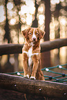 Nova Scotia Duck Tolling Retriever