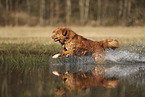 Nova Scotia Duck Tolling Retriever