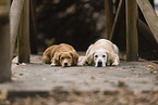 Nova Scotia Duck Tolling Retriever und Golden Retriever