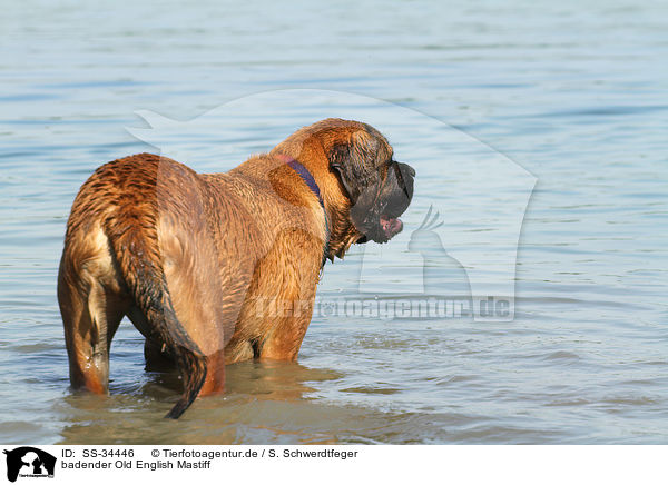 badender Old English Mastiff / bathing Old English Mastiff / SS-34446