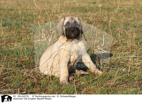 sitzender Old English Mastiff Welpe / sitting Old English Mastiff Puppy / SS-42079