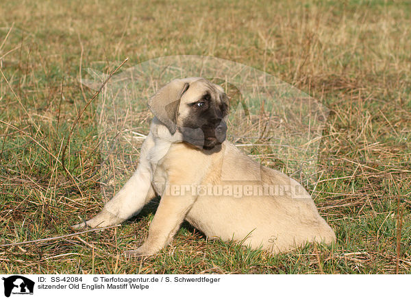 sitzender Old English Mastiff Welpe / sitting Old English Mastiff Puppy / SS-42084