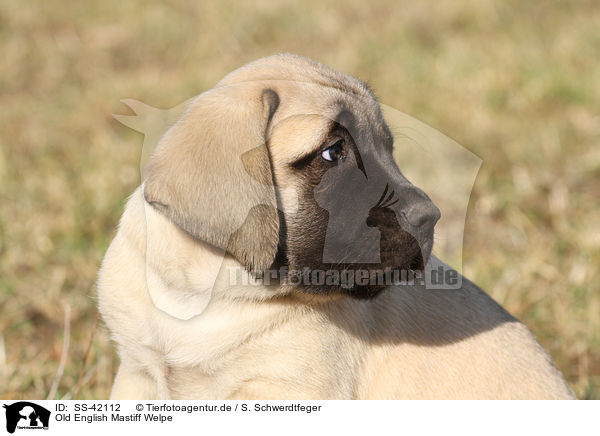 Old English Mastiff Welpe / Old English Mastiff Puppy / SS-42112