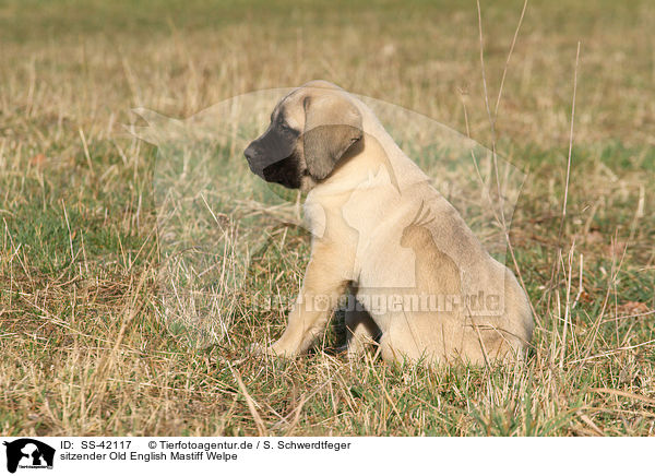 sitzender Old English Mastiff Welpe / sitting Old English Mastiff Puppy / SS-42117