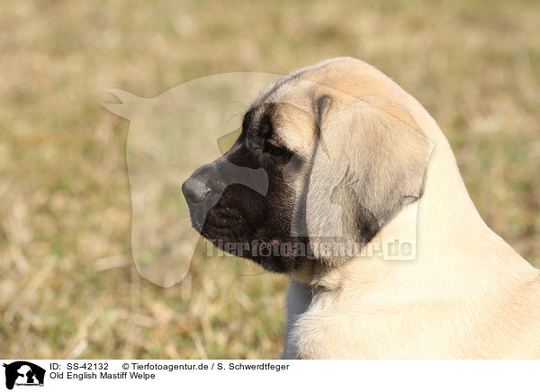 Old English Mastiff Welpe / Old English Mastiff Puppy / SS-42132