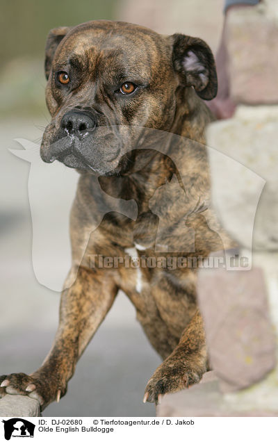 Olde English Bulldogge / Olde English Bulldog / DJ-02680
