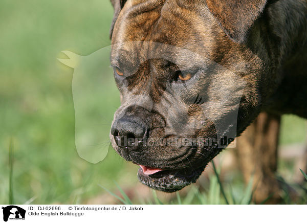 Olde English Bulldogge / Olde English Bulldog / DJ-02696