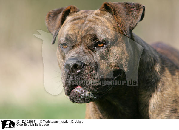 Olde English Bulldogge / DJ-02697