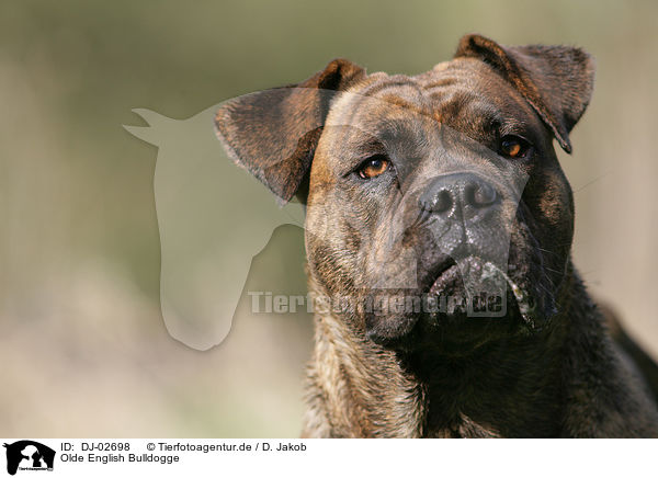 Olde English Bulldogge / Olde English Bulldog / DJ-02698