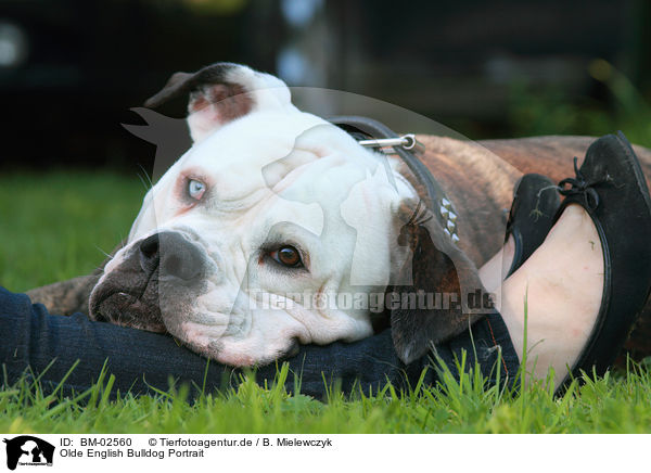 Olde English Bulldog Portrait / Olde English Bulldog Portrait / BM-02560