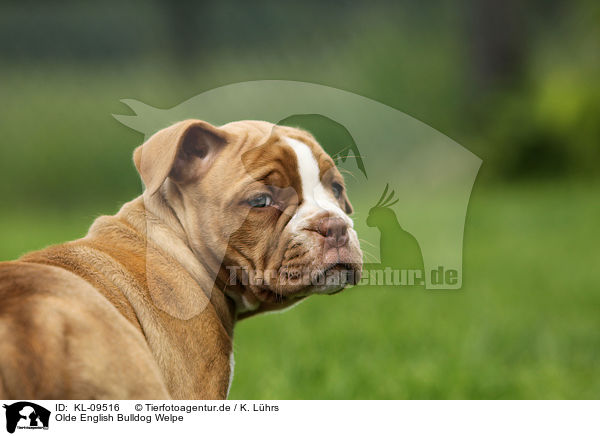 Olde English Bulldog Welpe / Olde English Bulldog Puppy / KL-09516