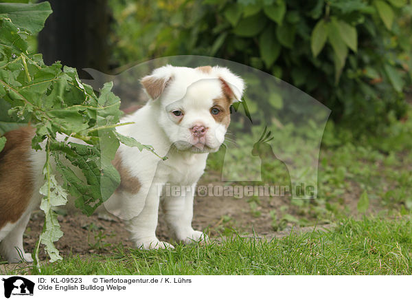 Olde English Bulldog Welpe / Olde English Bulldog Puppy / KL-09523