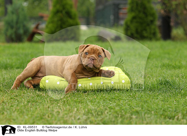 Olde English Bulldog Welpe / Olde English Bulldog Puppy / KL-09531