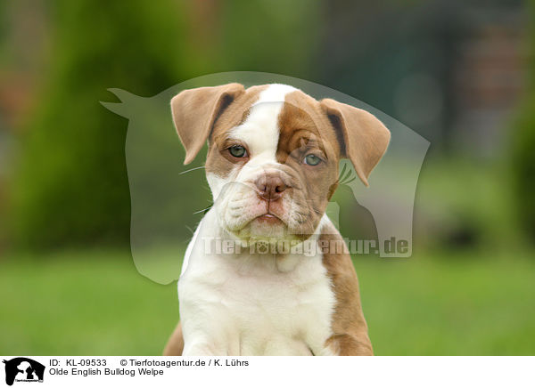 Olde English Bulldog Welpe / Olde English Bulldog Puppy / KL-09533