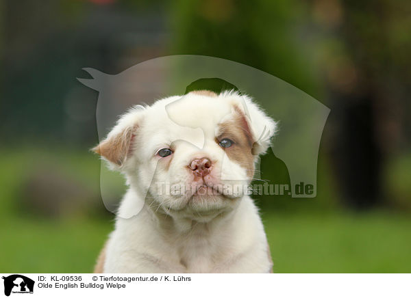Olde English Bulldog Welpe / Olde English Bulldog Puppy / KL-09536