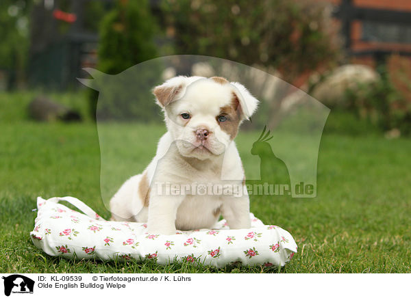 Olde English Bulldog Welpe / KL-09539