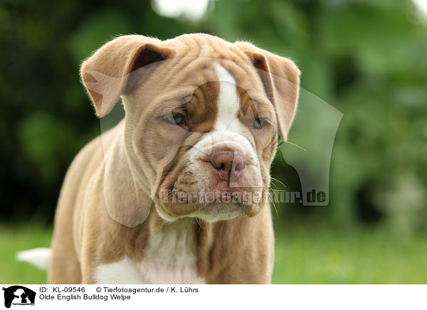 Olde English Bulldog Welpe / Olde English Bulldog Puppy / KL-09546