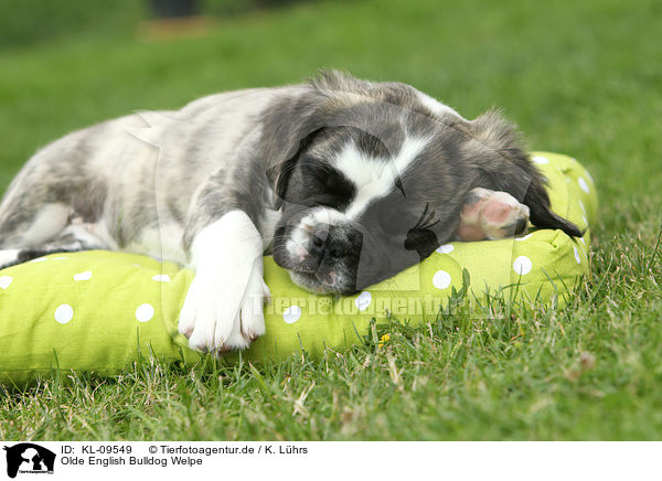 Olde English Bulldog Welpe / Olde English Bulldog Puppy / KL-09549