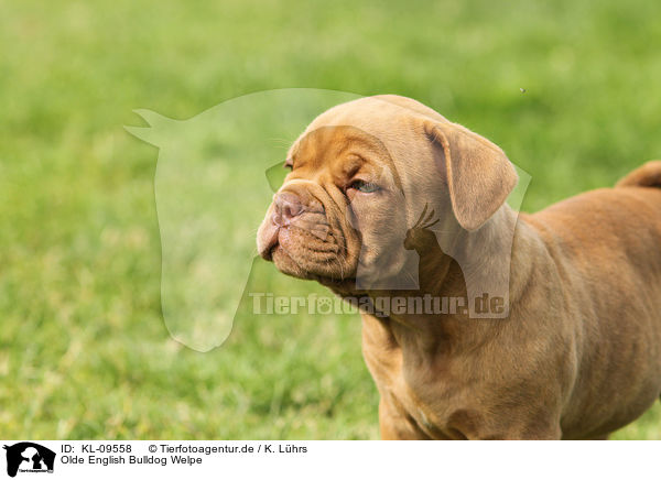 Olde English Bulldog Welpe / Olde English Bulldog Puppy / KL-09558