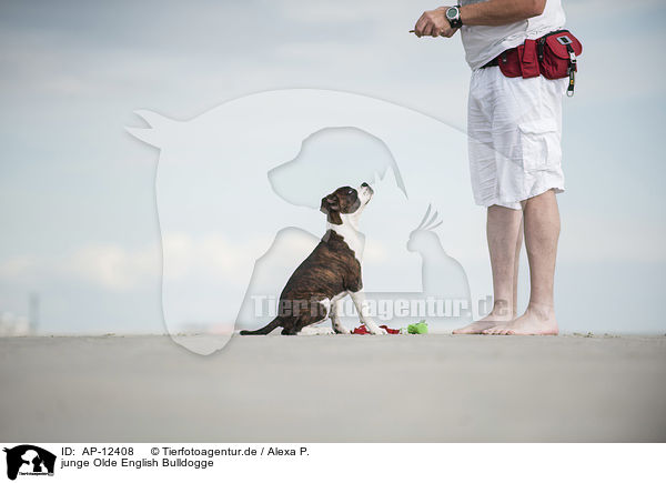 junge Olde English Bulldogge / young Olde English Bulldog / AP-12408