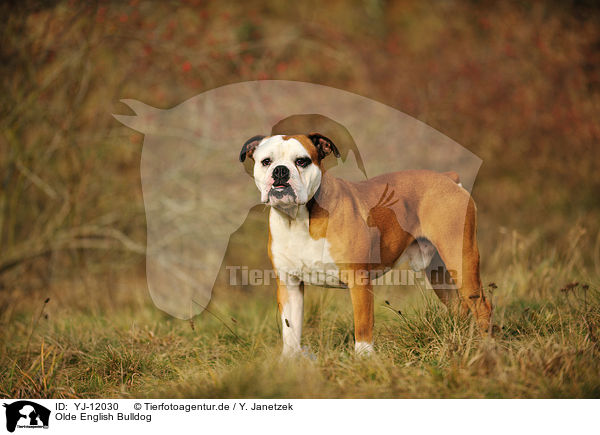 Olde English Bulldog / Olde English Bulldog / YJ-12030
