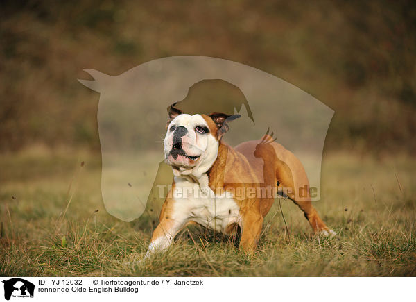 rennende Olde English Bulldog / running Olde English Bulldog / YJ-12032