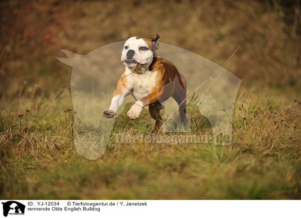 rennende Olde English Bulldog / running Olde English Bulldog / YJ-12034