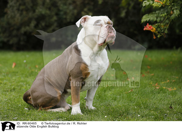 sitzende Olde English Bulldog / sitting Olde English Bulldog / RR-90465
