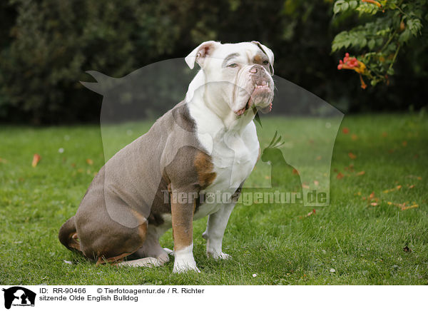 sitzende Olde English Bulldog / sitting Olde English Bulldog / RR-90466