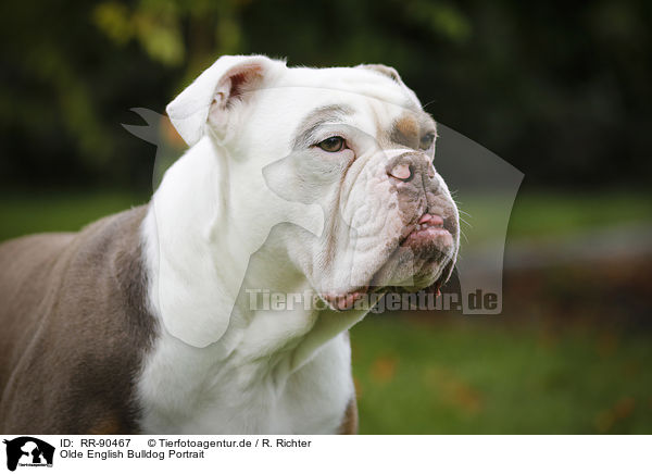 Olde English Bulldog Portrait / Olde English Bulldog Portrait / RR-90467