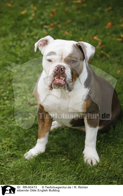 sitzende Olde English Bulldog / sitting Olde English Bulldog / RR-90472