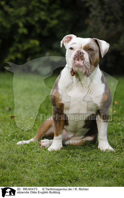 sitzende Olde English Bulldog / sitting Olde English Bulldog / RR-90473