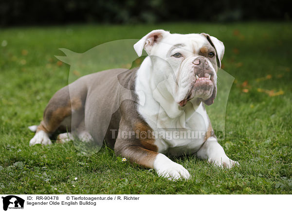 liegender Olde English Bulldog / lying Olde English Bulldog / RR-90478
