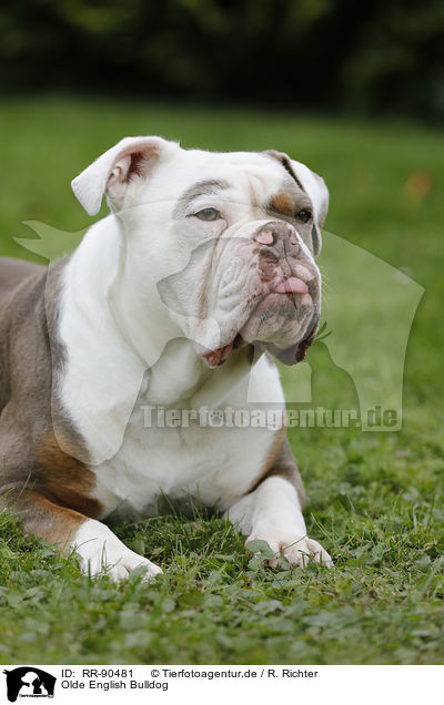 Olde English Bulldog / Olde English Bulldog / RR-90481
