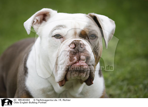 Olde English Bulldog Portrait / Olde English Bulldog Portrait / RR-90484