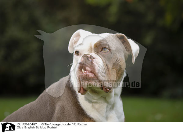 Olde English Bulldog Portrait / Olde English Bulldog Portrait / RR-90487