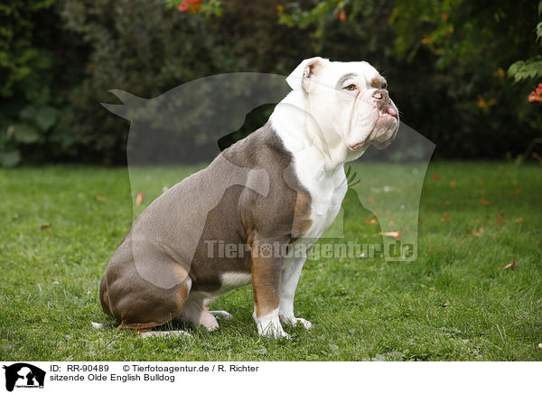 sitzende Olde English Bulldog / sitting Olde English Bulldog / RR-90489