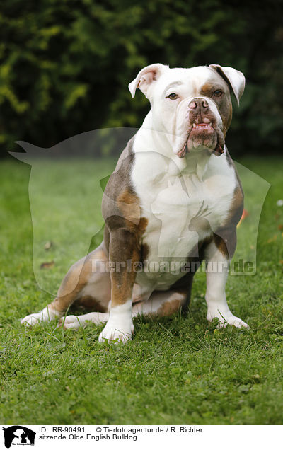 sitzende Olde English Bulldog / sitting Olde English Bulldog / RR-90491