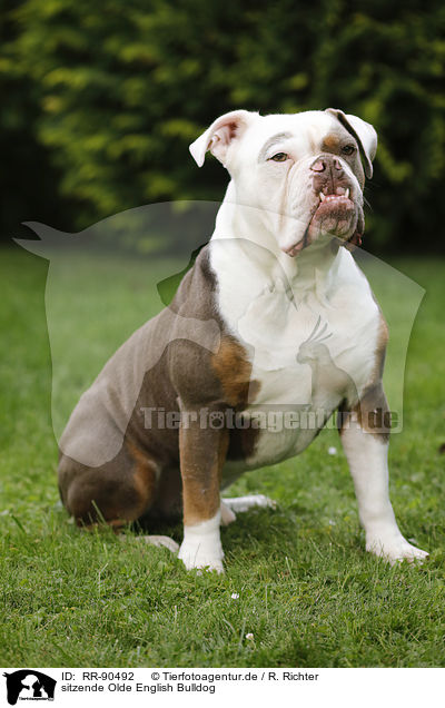 sitzende Olde English Bulldog / sitting Olde English Bulldog / RR-90492