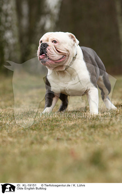 Olde English Bulldog / Olde English Bulldog / KL-19151