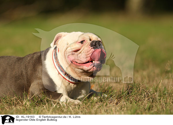 liegender Olde English Bulldog / lying Olde English Bulldog / KL-19163