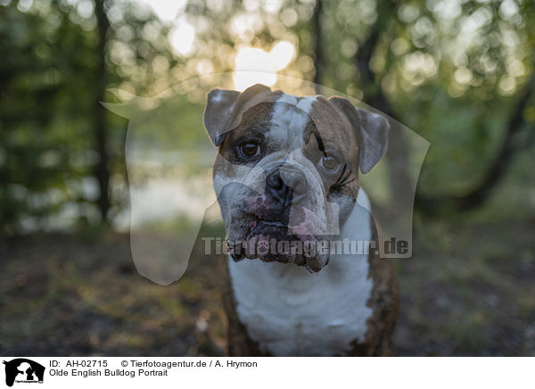 Olde English Bulldog Portrait / Olde English Bulldog Portrait / AH-02715