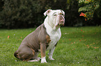 sitzende Olde English Bulldog