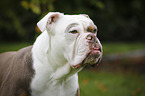 Olde English Bulldog Portrait