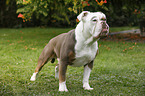 Olde English Bulldog